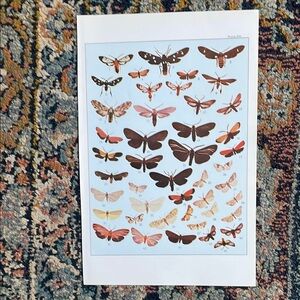 🌹 FREE w/purchase Vintage Moth Butterfly Illustration Art Print